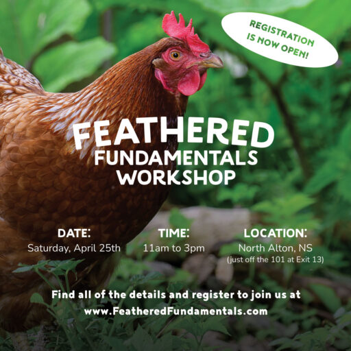 Feathered Fundamentals promo image.