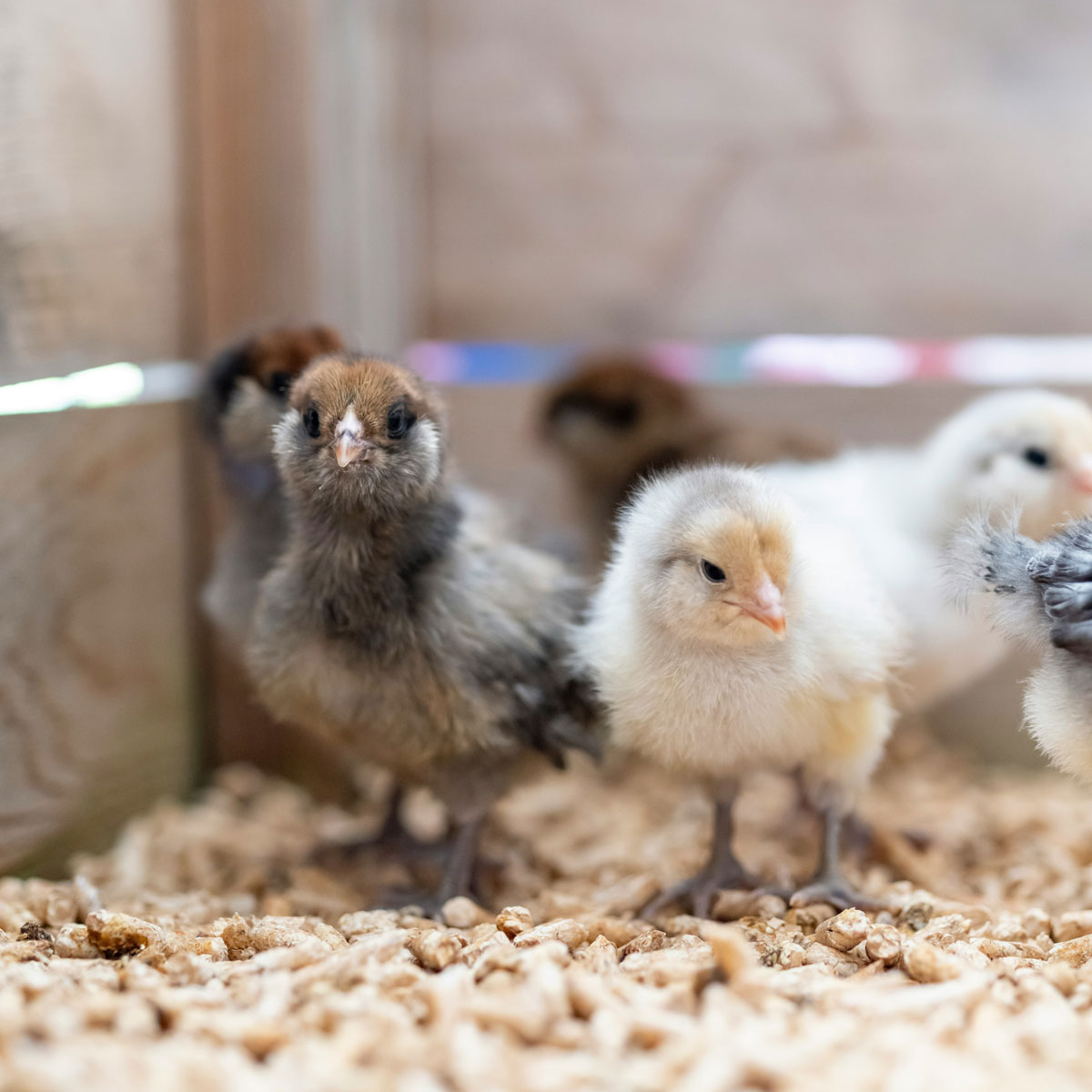 Chicks in a brooder box.