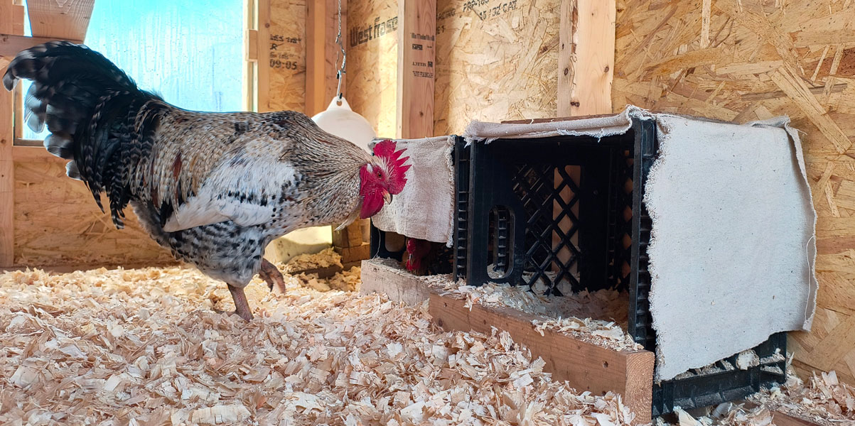 Rooster inside a coop near a hen in a nestbox.