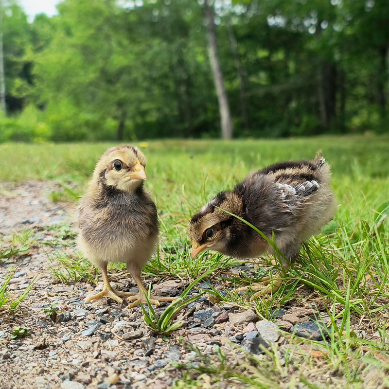 Two cream legbar chicks in the grass.