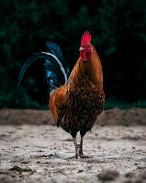 Rooster